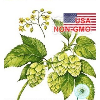5 Hạt giống hoa Bia Hops