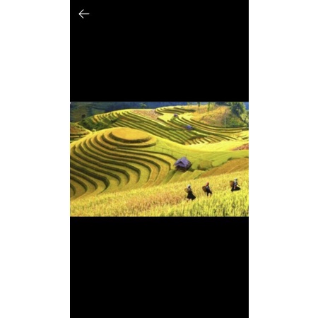 Tranh lụa ruộng bậc thang KT ngang 1.8m*0.9m