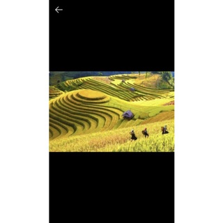 Tranh lụa ruộng bậc thang KT ngang 1.8m*0.9m