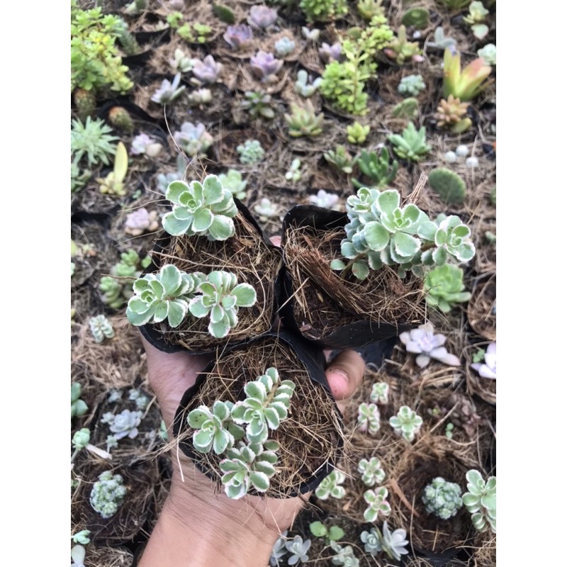 Sen sidum 3 màu mới Tri-color