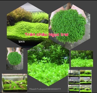 Cây thủy sinh các loại