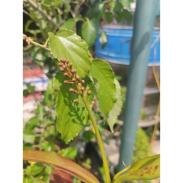 Cây nắp ấm dag chùm hạt y hình chụp.  vs ấm y hình dòng ấm sọc