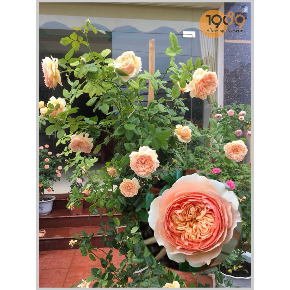 Hoa hồng Abraham Darby(hoa hồng ngoại , hoa hồng leo)