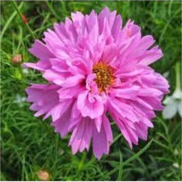 Hạt giống hoa sao nhái kép mix- gói 0,5gr