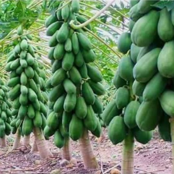 Hạt Giống Đu Đủ Lùn Ruột Gấc (5 hạt )