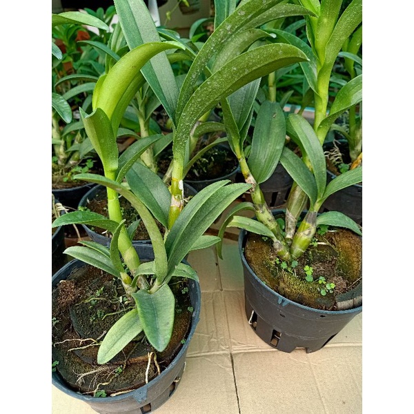 Hoa lan Đen rô Pensodas  chậu f18