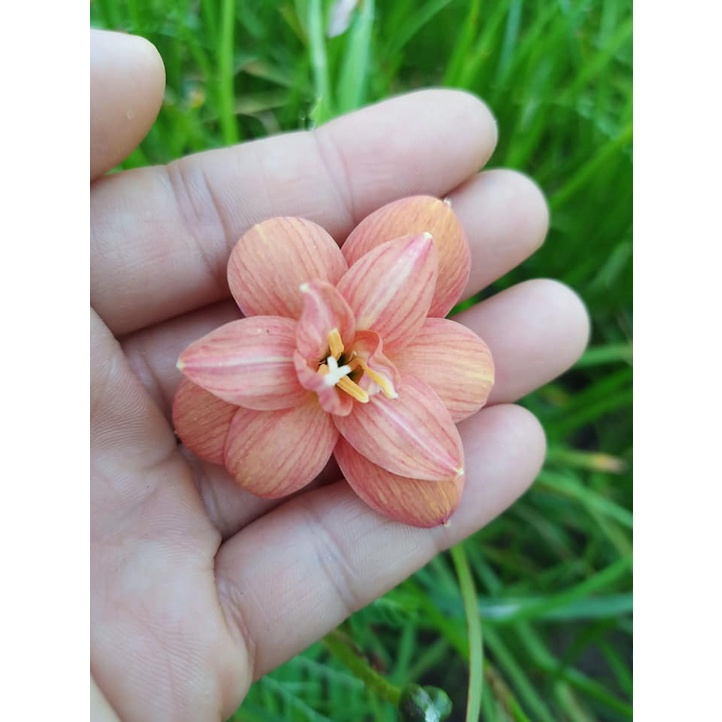 Củ hoa huệ mưa kép Y05 size củ mẹ, củ to_Củ hoa tóc tiên nhập ngoại kép/bán kép
