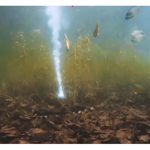 Mồi câu dụ cá 🐇🐇giảm giá viên sủi dụ cá FISHING LURE