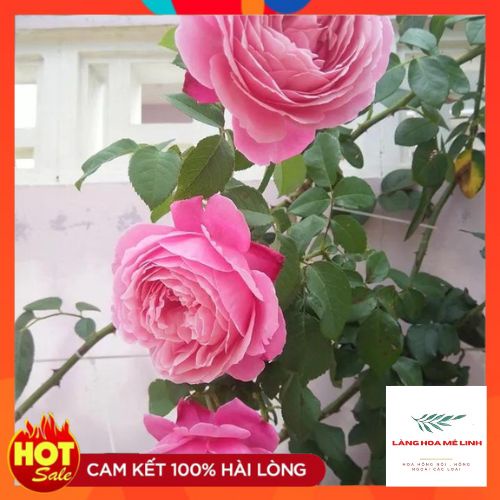 Hoa hồng leo  Soeur Emmanuelle rose   – Hồng leo Pháp hương thơm quyến rũ-Langhoamelinh
