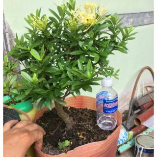 Gốc cây Trang vàng ( mẫu đơn lá nhỏ vàng )