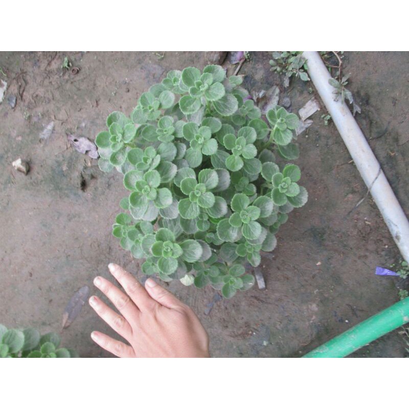 1 chậu sen thơm/ nhất mạt hương