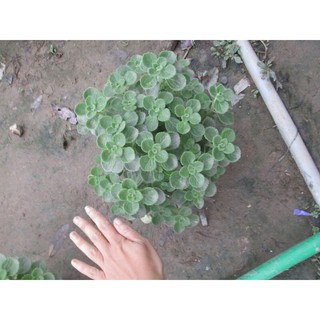 1 chậu sen thơm/ nhất mạt hương