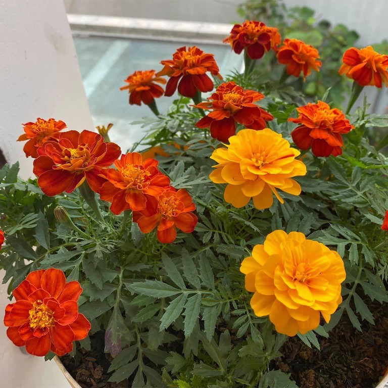 Hạt giống hoa vạn thọ (tặng kèm phân, gói 150 hạt)