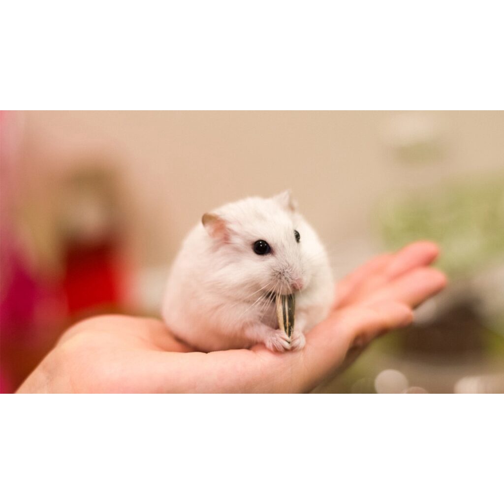 Hạt hướng dương cho Hamster