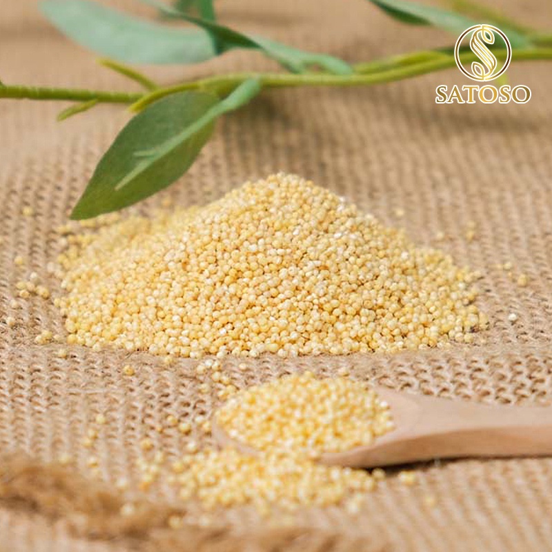 Hạt kê nếp vàng SATOSO 1kg thượng hạng giàu dưỡng chất tốt cho sức khỏe SA22