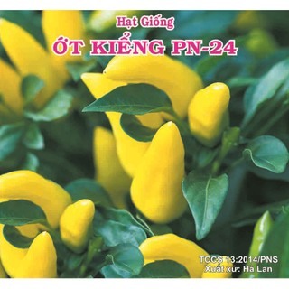 Gói 0.2g hạt giống ớt kiểng pn - 24