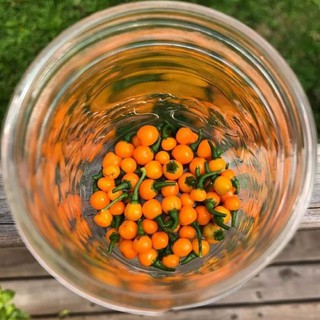 Ớt charapita tươi- 20 quả 🌶