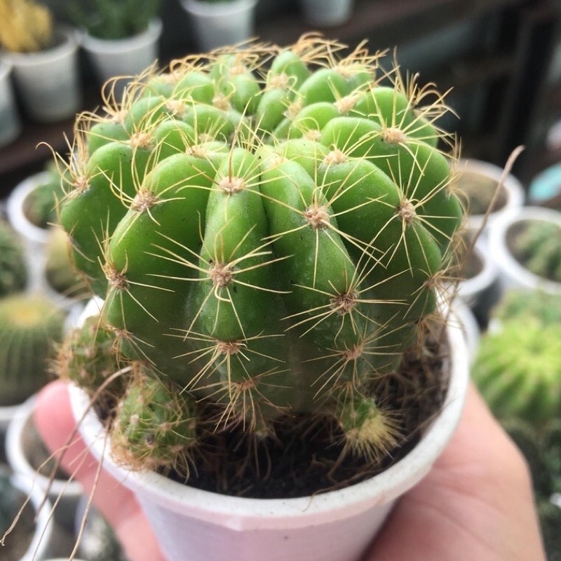 XƯƠNG RỒNG BÍ XANH SIZE BẦU