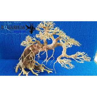 Cây Bonsai cho hồ cá size lớn