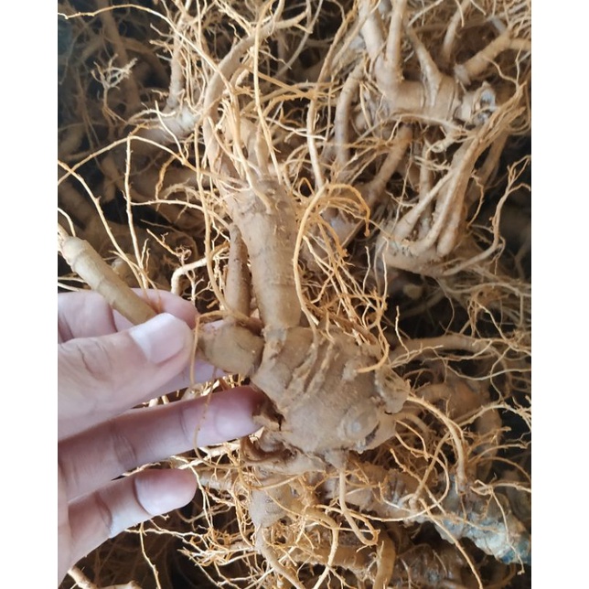 TAM THẤT SAPA củ tươi - TINH TÚY SAPA túi 0.5 kg - 1 kg