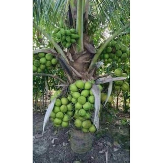 bầu Cây dừa xiêm lùn