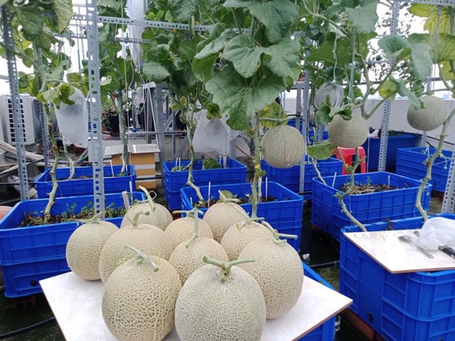 Hạt Giống Dưa Lưới - Dưa Thơm  gói  1gr