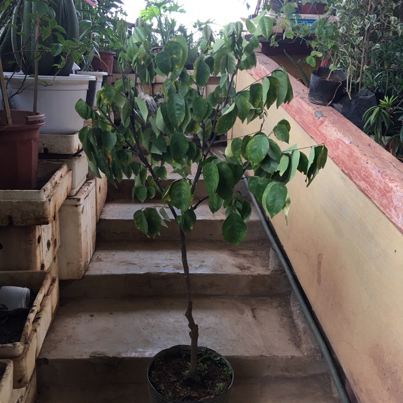 Cây khế ngọt sz to