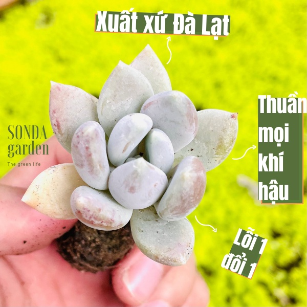 Sen đá sỏi xanh SONDA GARDEN size mini 2.5-4cm, xuất xứ Đà Lạt, khoẻ đẹp, lỗi 1 đổi 1