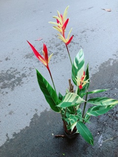Chuối Mỏ Két Size Lớn