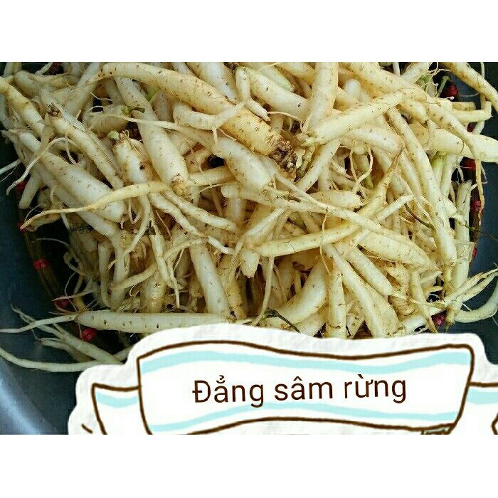 Đẳng Sâm Rừng Tây Bắc 1kg