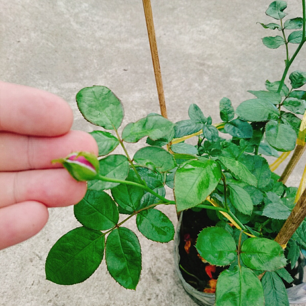 Hoa Hồng Tím  - caykiengsadec