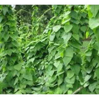 Hạt giống sương sâm lông 30 hạt
