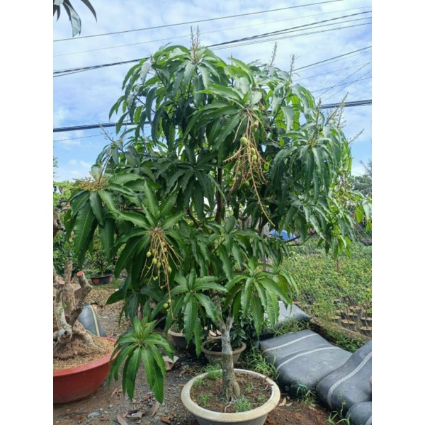 xoài tứ quý