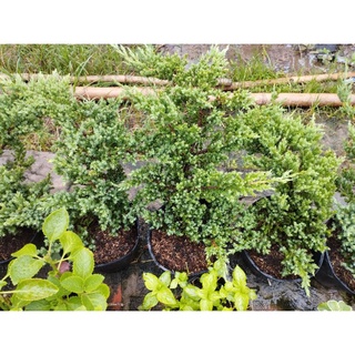 Cây Ngoạ Tùng (tùng lá kim,tùng xà)- tặng kèm phân bón