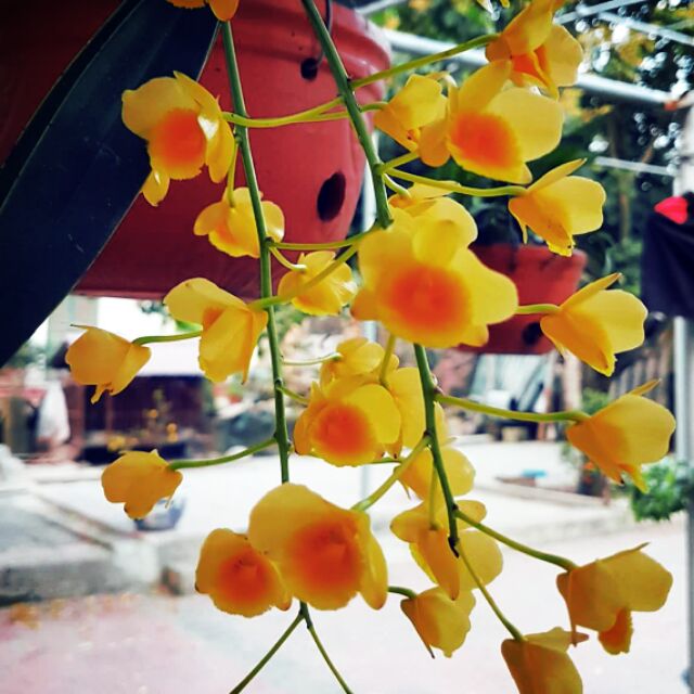 Lan Hoàng Lạp