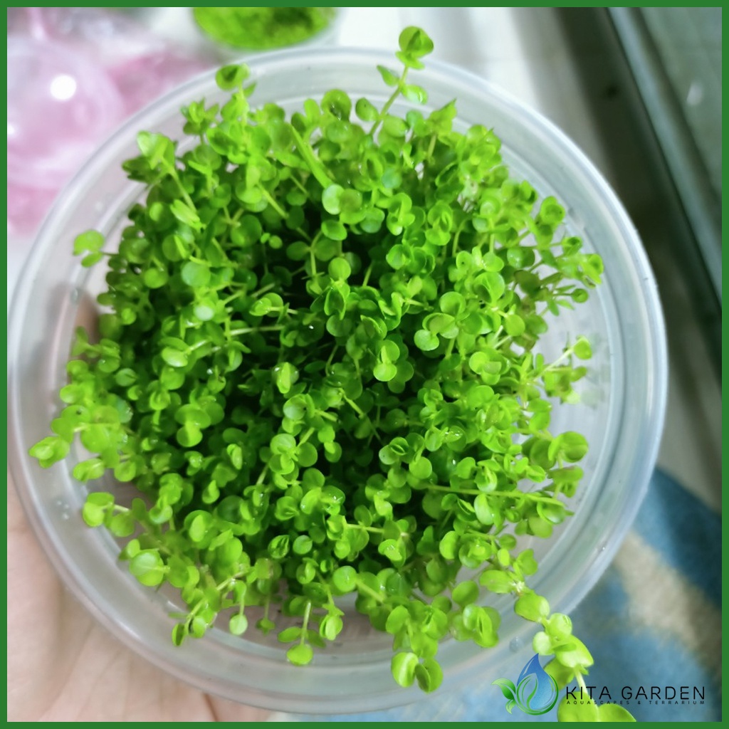 TRÂN CHÂU NGỌC TRAI - CÂY THỦY SINH TRẢI NỀN