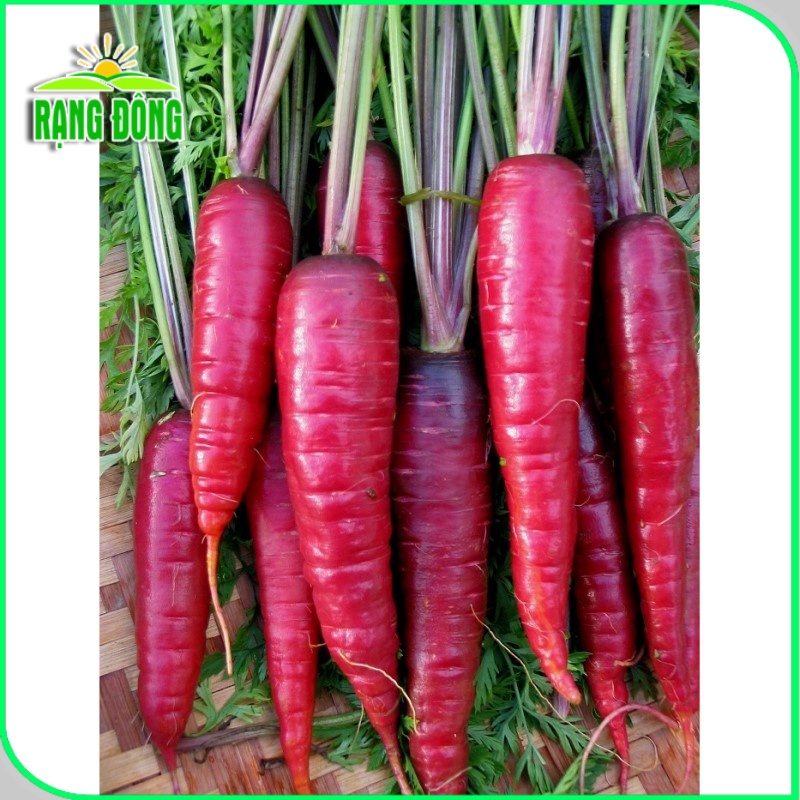 Hạt giống Cà Rốt Đỏ dễ chăm sóc, trồng quanh năm, củ to, dài (gói 5 gr) - Hạt giống Rạng Đông