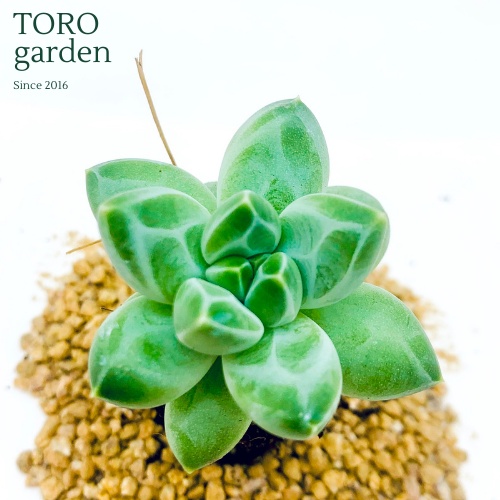 Sen đá kim cương Đà Lạt size mini cây cảnh trang trí nhà cửa Toro garden