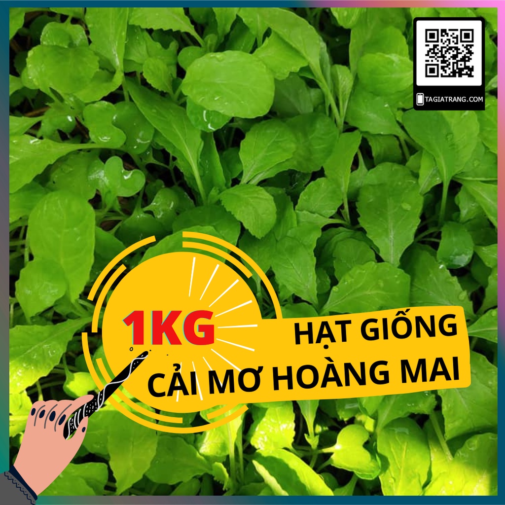 1KG Hạt giống rau cải mơ hoàng mai