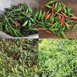 Hạt giống ớt xiêm núi, ớt thóc thái lan siêu cay