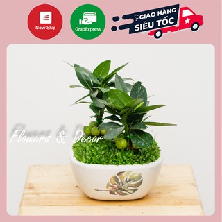 Cây Tài Lộc Phong Thủy (𝙂𝙞𝙖𝙤 𝙝𝙖̀𝙣𝙜 𝙨𝙞𝙚̂𝙪 𝙩𝙤̂́𝙘 1𝙝)