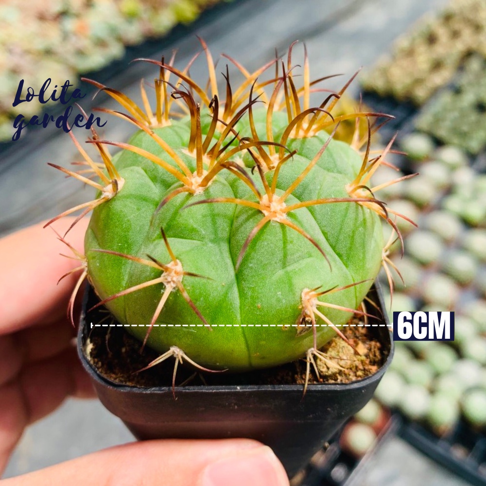Xương rồng tân thiên địa Đà Lạt size bé cây cảnh trang trí nhà cửa Lolita garden