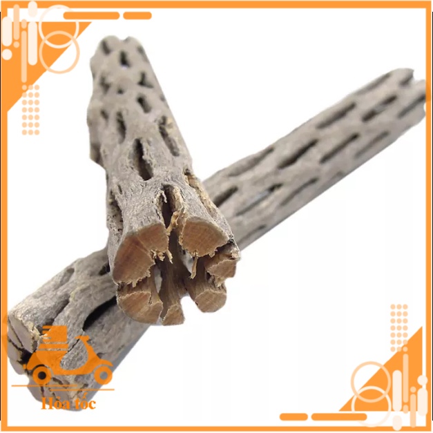 Lũa Cholla - Lũa Xương Rồng Chuyên Cho Tép Cảnh - Đồ chơi cho tép - Hang cho tép - Trang trí hồ thủy sinh