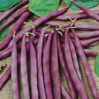 HẠT GIỐNG ĐẬU CÔ VE LEO TÍM