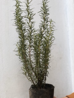 Cây hương thảo to - Rosemary