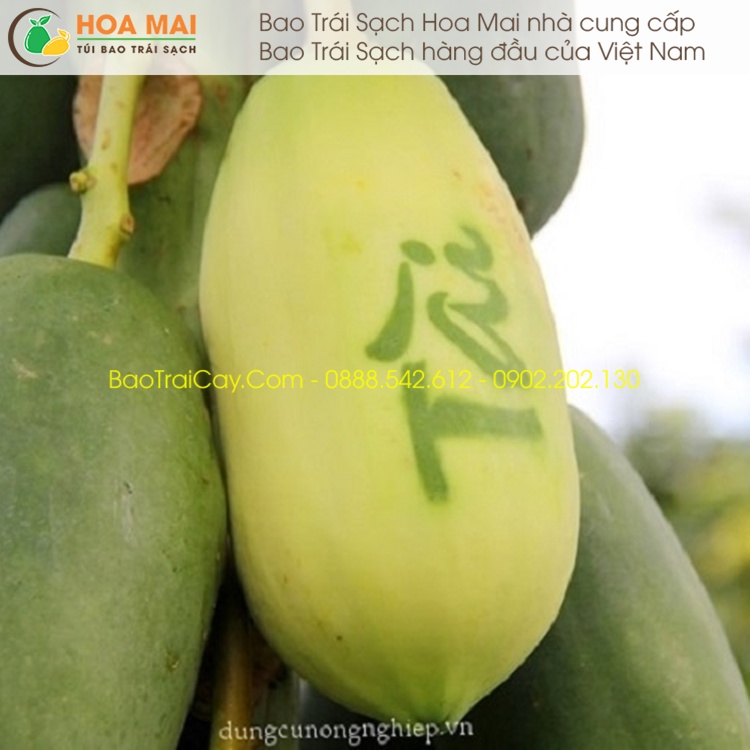 Túi bao in chữ thư pháp - Đu đủ