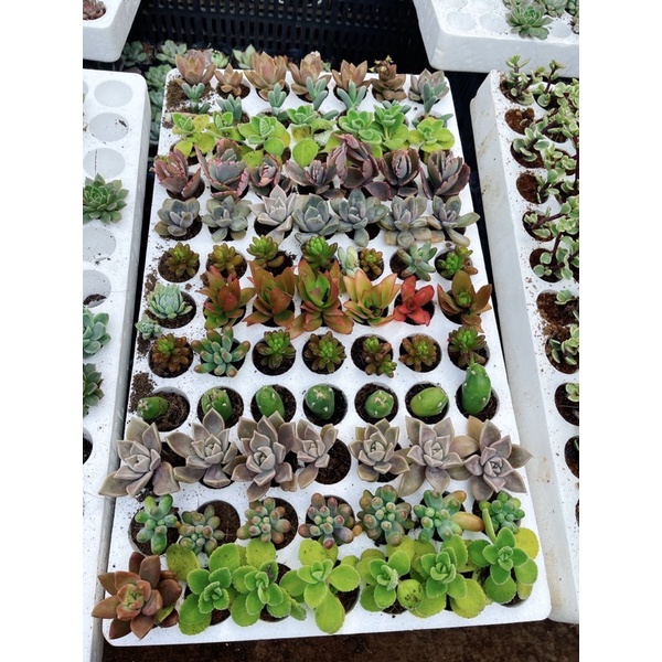 12 cây sen đá mini ngẫu nhiên nhiều loại xuất vườn đà lạt