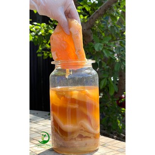 Con men Scoby, con giống làm trà Kombucha