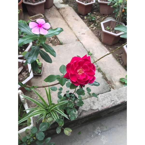 Gốc hoa Hồng nhung - tỷ muội - hoa hồng quế