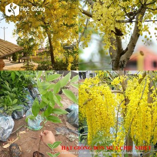 Hạt giống hoa mai hoàng yến 10 hạt